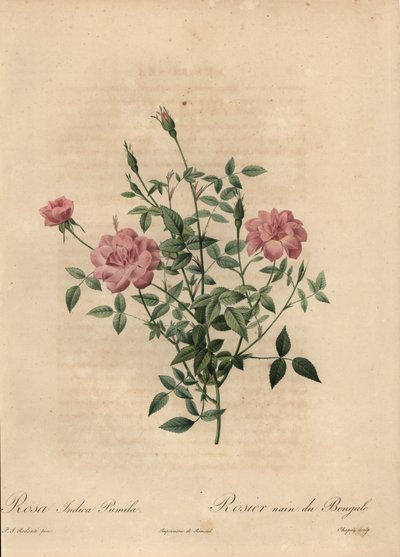 Růžová miniaturní čínská růže, Rosa chinensis. od Jean-Baptiste Chapuy