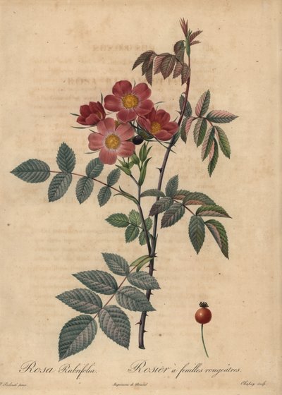 Růže Redleaf, Rosa glauca. od Jean-Baptiste Chapuy