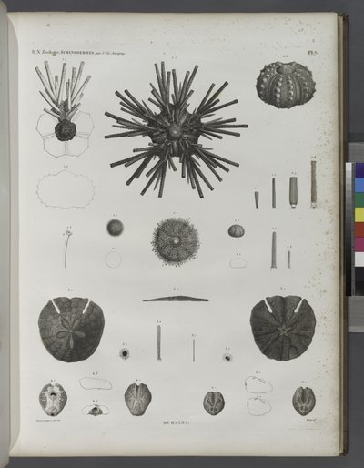 Urchins od Jean-Cesar Macret