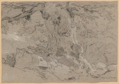 Studie kmene starého stromu od Jean Antoine Linck