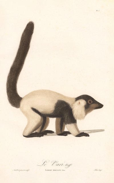 Lemur černobílý (Lemur macaco) od Jean Baptiste Audebert