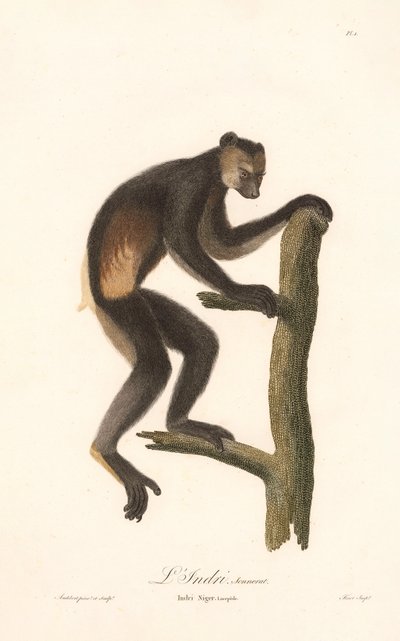 Indri černý (Indri Niger) od Jean Baptiste Audebert