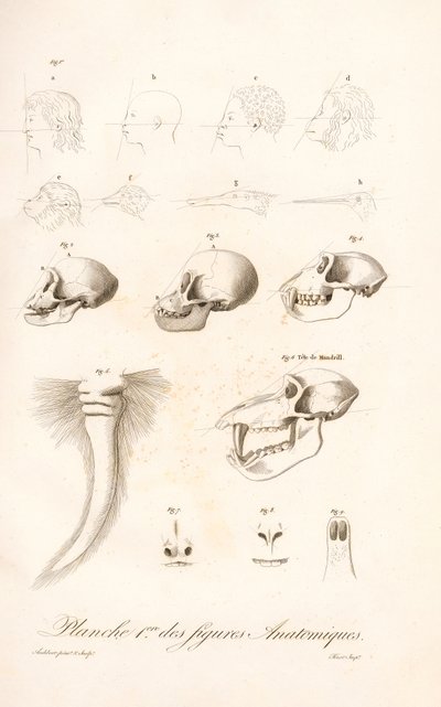Srovnávací anatomie primátů, první deska od Jean Baptiste Audebert