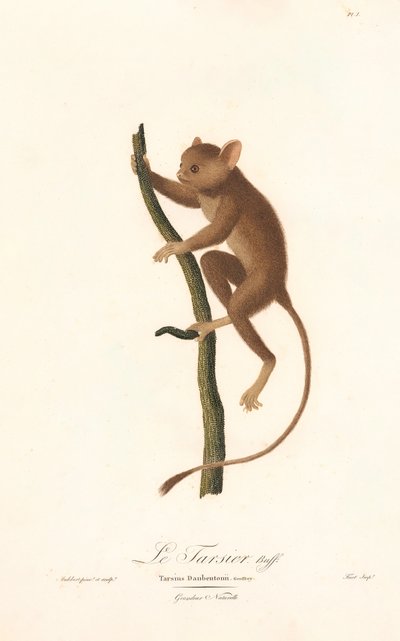 Tarsier Daubentonův (Tarsius daubentoni) od Jean Baptiste Audebert