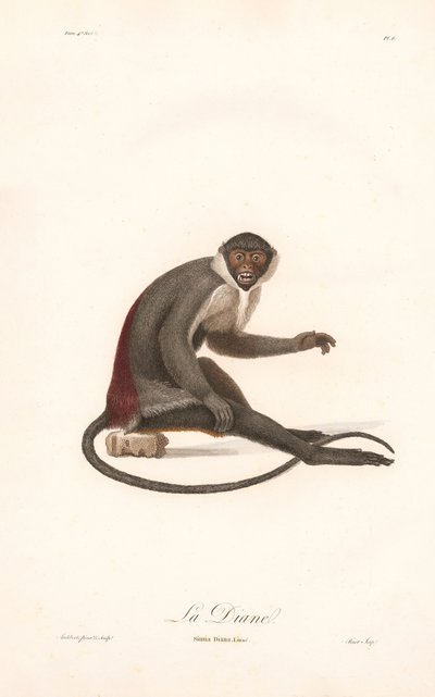 Diana Monkey od Jean Baptiste Audebert