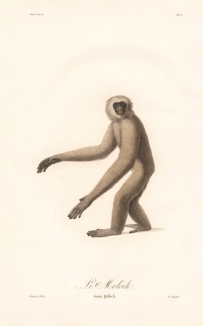 Langur šedý (Simia moloch) od Jean Baptiste Audebert