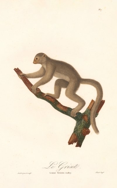 Lemur šedý (Lemur griseus) od Jean Baptiste Audebert