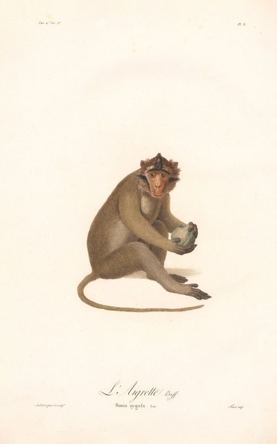 Langur jávský (Simia aygula) od Jean Baptiste Audebert