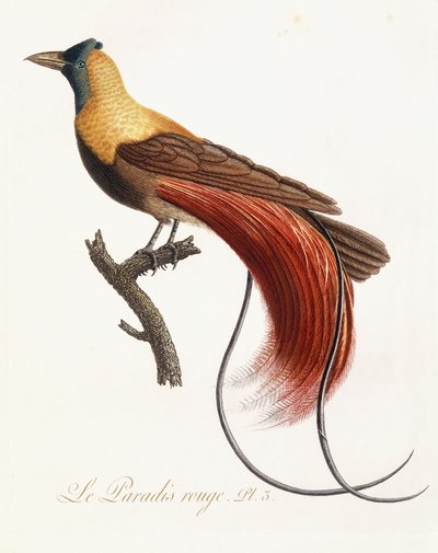 Červený ráj, 1802 od Jean Baptiste Audebert