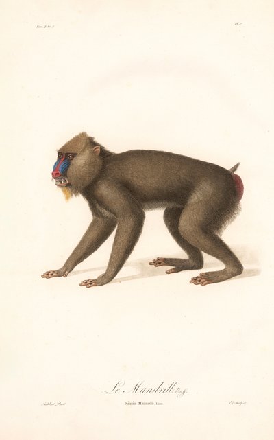 Mandril (Simia Maimon) od Jean Baptiste Audebert