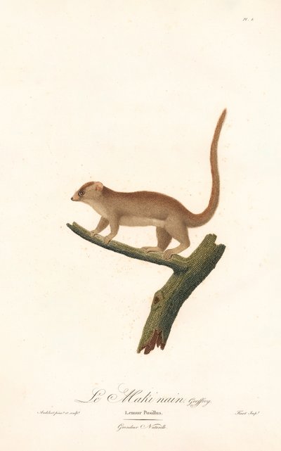 Lemur myšok (Lemur pusillus) od Jean Baptiste Audebert