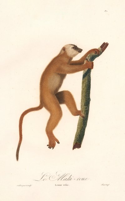 Lemur červený (Lemur rufus) od Jean Baptiste Audebert