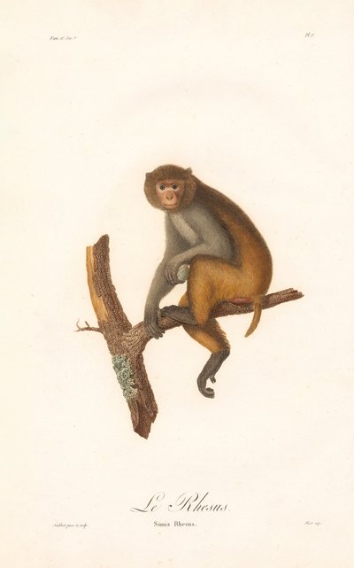 Makak rhesus (Simia Rhesus) od Jean Baptiste Audebert
