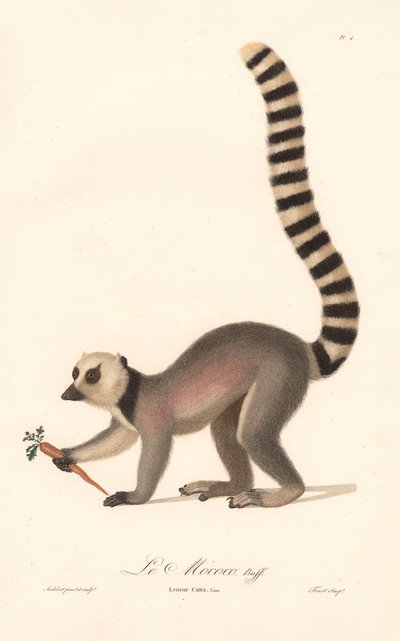 Lemur kroužkový (Lemur catta) od Jean Baptiste Audebert