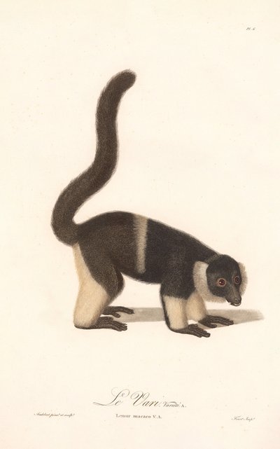 Odrůda lemura chocholatého (Lemur macaco V.A.) od Jean Baptiste Audebert