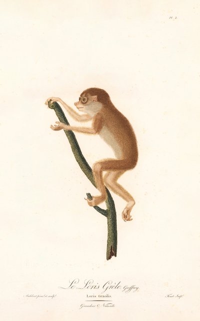 Loris štíhlý (Loris gracilis) od Jean Baptiste Audebert