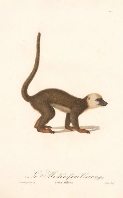 Lemur běločelý (Lemur albifrons) od Jean Baptiste Audebert