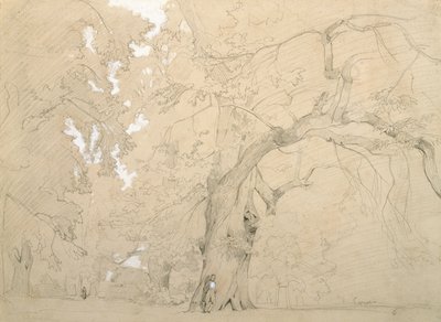 Mladý muž před velkým dubem, cca 1840 (tužka a kvaš na papíře) od Jean Baptiste Camille Corot