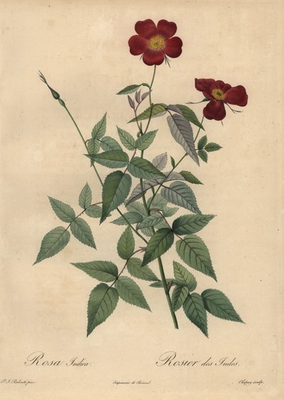 Karmínová čínská růže, Rosa chinensis. od Jean-Baptiste Chapuy
