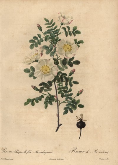 Marienbourgská spálená růže, Rosa pimpinellifolia Mariaeburgensi od Jean-Baptiste Chapuy
