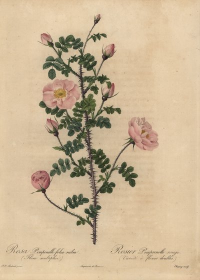 Růže růžová Burnet, Rosa pimpinellifolia. od Jean-Baptiste Chapuy