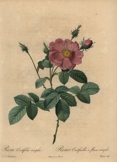 Růžová růže, Rosa centifolia simplex. od Jean-Baptiste Chapuy