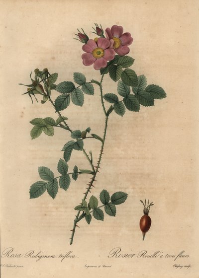 Růžová sladká růže, Rosa rubiginosa. od Jean-Baptiste Chapuy