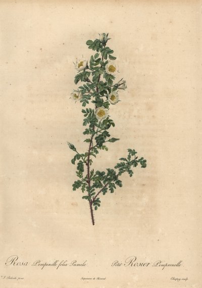 Bílá pálenka růže, Rosa pimpinellifolia Pumila. od Jean-Baptiste Chapuy