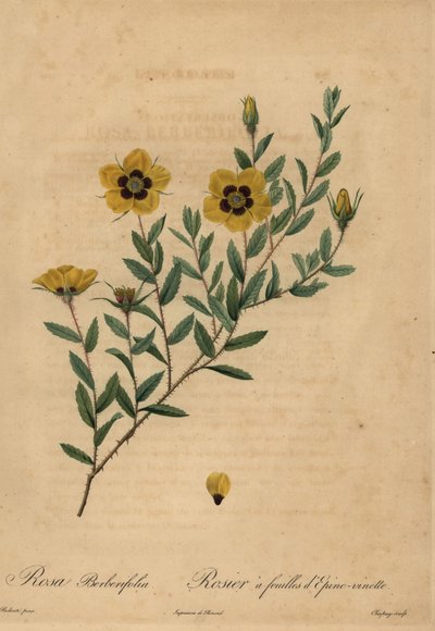 Žlutá růže, Rosa berberifolia. od Jean-Baptiste Chapuy