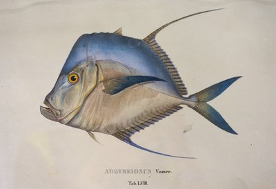Argyreiosus vomer od Jean Baptiste Debret