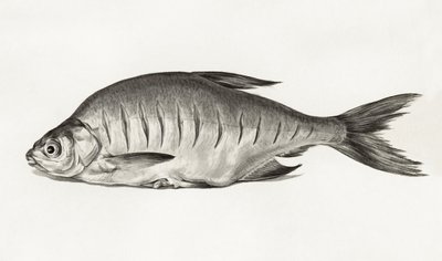 Fish (1775–1833) od Jean Bernard