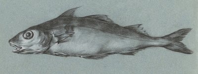 Fish Green (1775–1833) od Jean Bernard