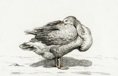 Husa (1816) od Jean Bernard