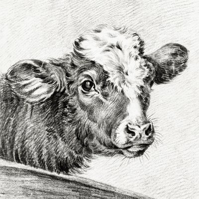 Hlava krávy od Jean Bernard