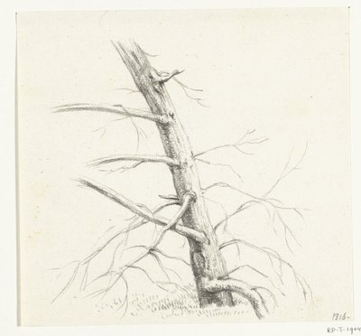 Studie stromu od Jean Bernard
