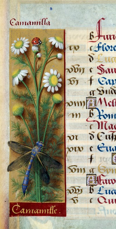 Botanická: heřmánek s beruškou a vážkou. Miniatura z „Les grandes Hours d