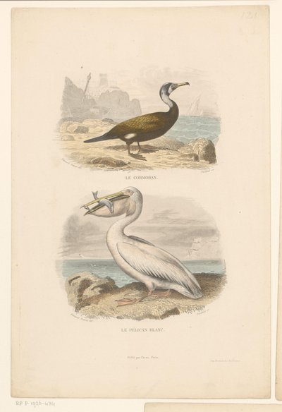 Kormorán a bílý pelikán Le cormoran (název na objektu) Le pelican blanc (název na objektu) od Jean Charles Pardinel