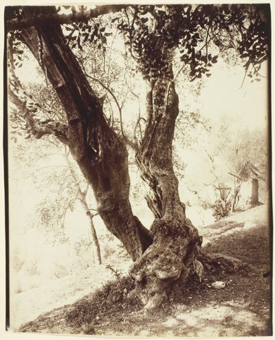 Olivier, Nice (Olive Tree, Nice) od Jean Eugène Auguste Atget