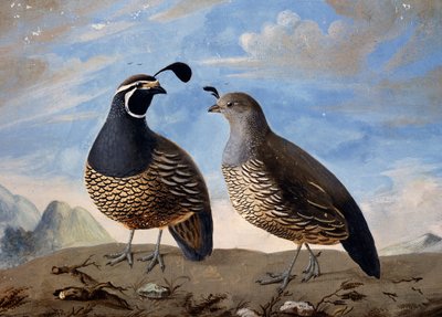 Pár kalifornských koroptví, akvarel Prevost, z minut cesty, kterou provedl Jean-Francois de Galaup de La Perouse (1741-1788) v letech 1785 až 1788 od Jean Francois de Galaup de La Perouse
