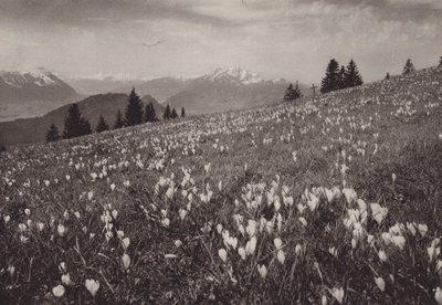 Rigi Kaltbad, Fruhling (černobílá fotografie) od Jean Gaberell