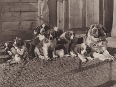 Švýcarsko: Slavní St Bernard Dogs (č/b foto) od Jean Gaberell