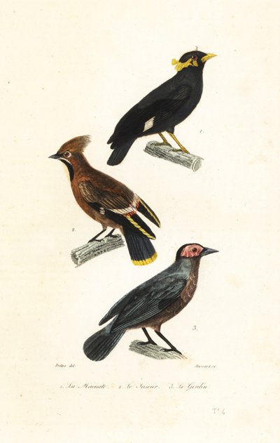 Hill myna, brkoslav český a coleto. od Jean Gabriel (after) Pretre