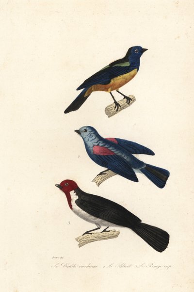 Tyrkysový tanager, modrošedý tanager a kardinál s červenou čepicí. od Jean Gabriel (after) Pretre