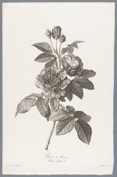 francouzské roos Rose de Provins / Rosa Gallica L. (název na objektu) Květiny čerpané z přírody (...) (název série) od Jean Godefroy