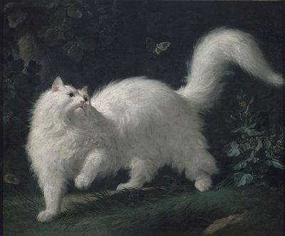 Angorská kočka honí motýla, c. 1760 (olej na plátně) od Jean Jacques Bachelier
