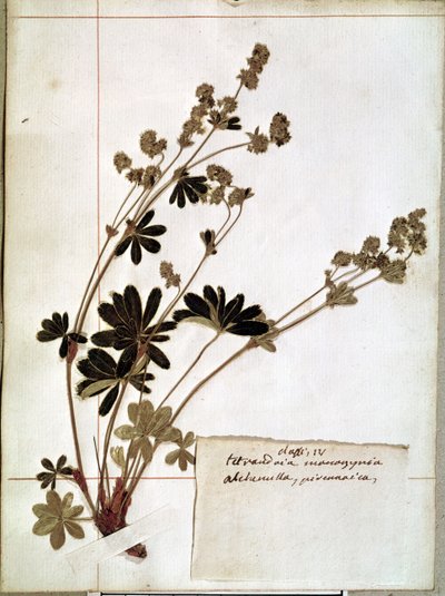 Alchemilla, z herbáře (lisované květy) od Jean Jacques Rousseau