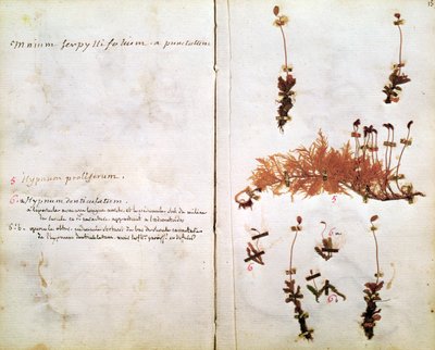 Strana 15 z herbáře od Jean Jacques Rousseau