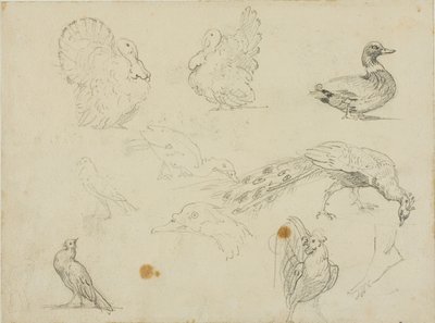Náčrty ptactva od Jean Louis André Théodore Géricault