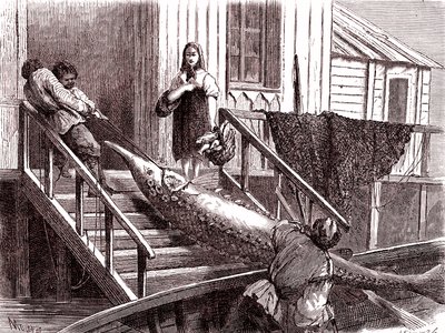 Rybolov jesetera na řece Volze, Rusko. 1867 (rytina) od Jean Pierre Moynet