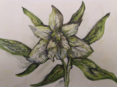 Zelená orchidej od Jeannette Stein